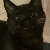 Max_Gustavioq